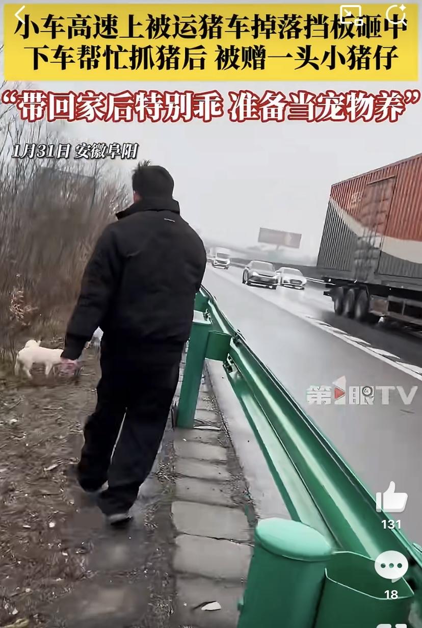 安徽阜阳高速上发生了件又好笑又暖心的事儿，一辆运猪车的挡板突然掉了，不仅砸中了后