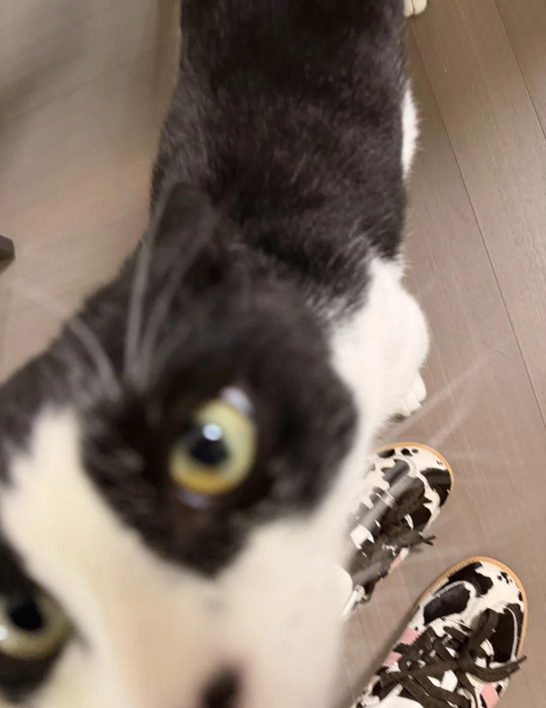 Adidas有奶牛猫亲子鞋
一看就是亲生的 阿迪达斯