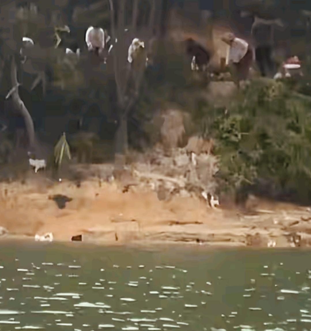 [石化]猫都跳河了！这是放生？？[打脸][打脸]
刚看了广东清远一水库附近放生千