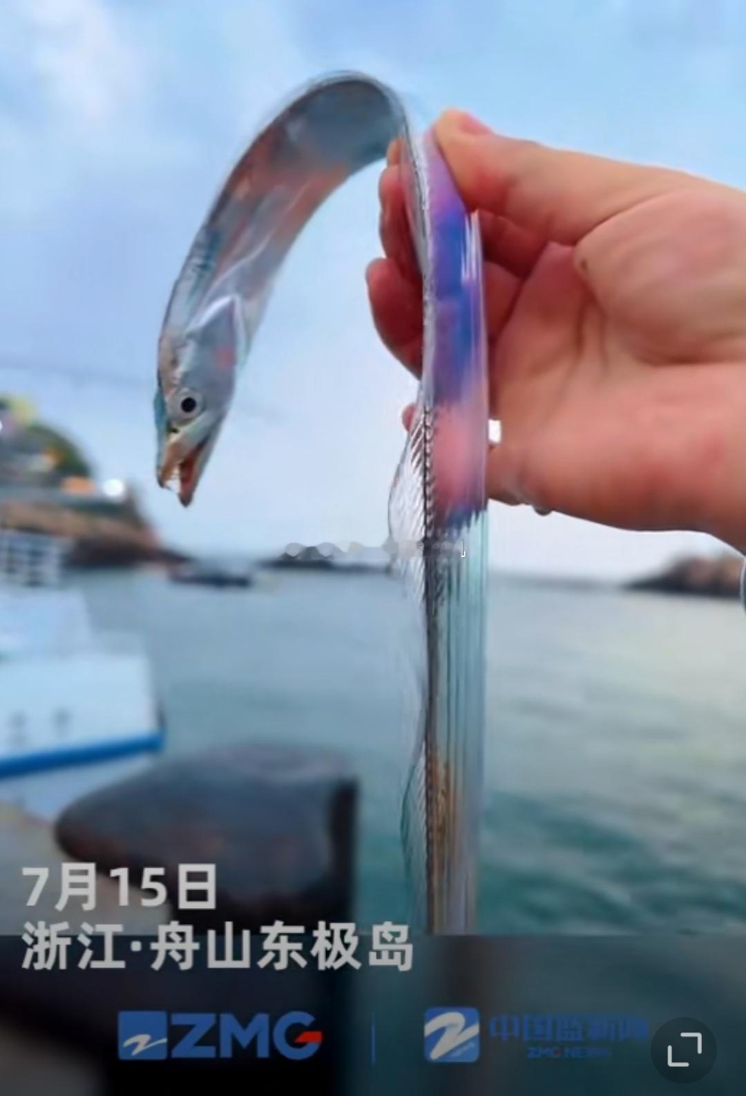#原来活带鱼长这么美#帶魚不都是這樣的嗎？[污][污][污]難道你們沒見過這樣的