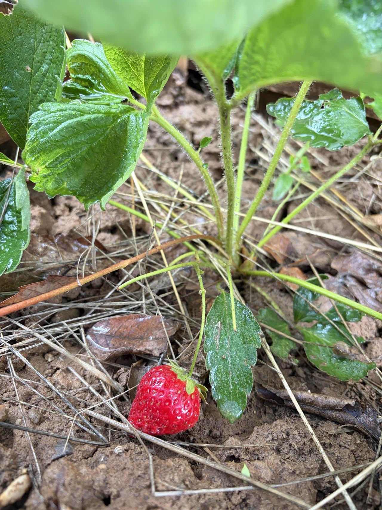 雨刚停，水珠还挂在草莓叶上，我的小草莓悄悄红透了。
它安安静静藏在叶下，带着泥土