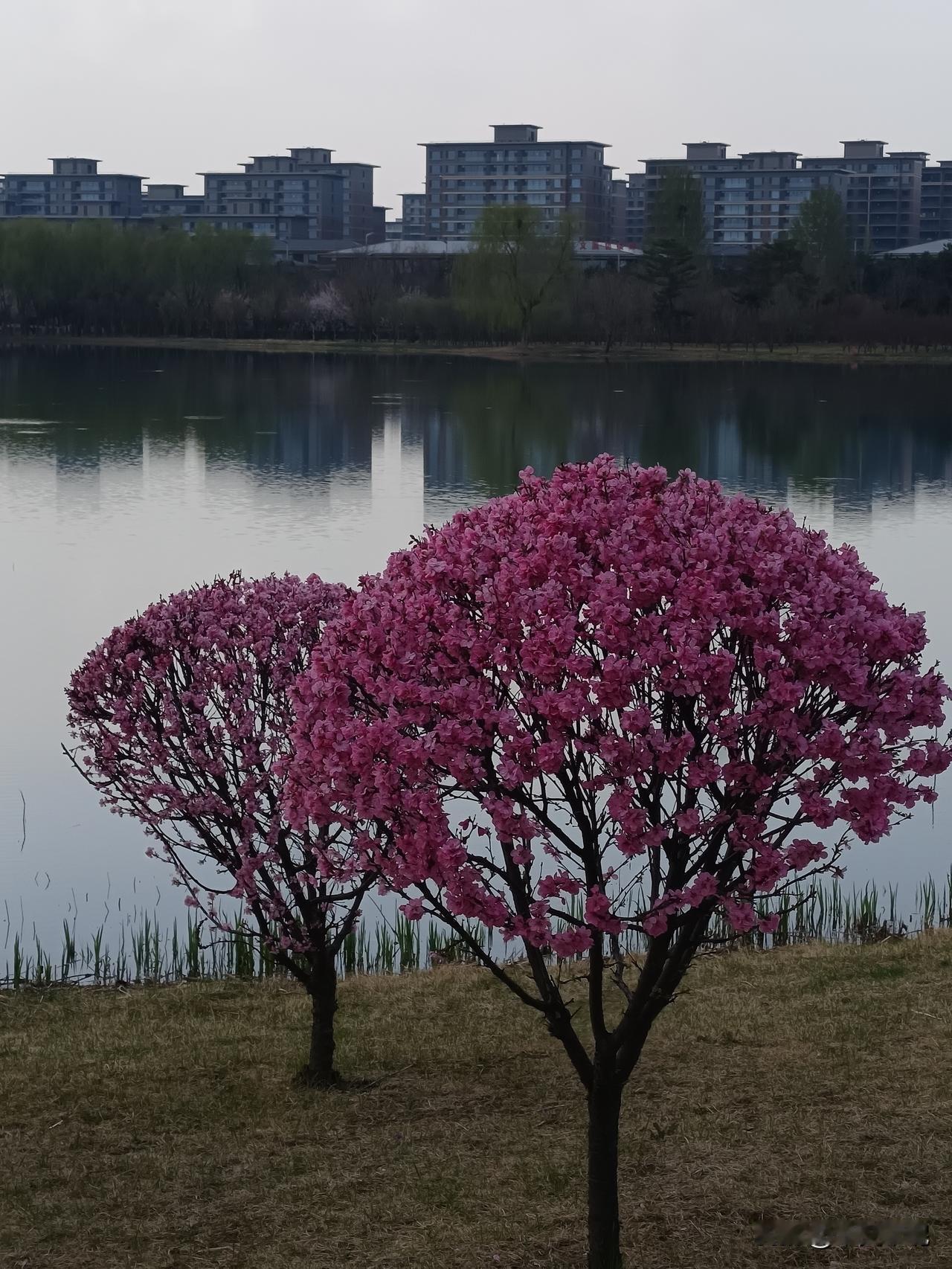 春意盎然，春雨丝丝润万物，红梅点点绣千山。春梅美到打卡人。春雨细如丝，悄无声息地