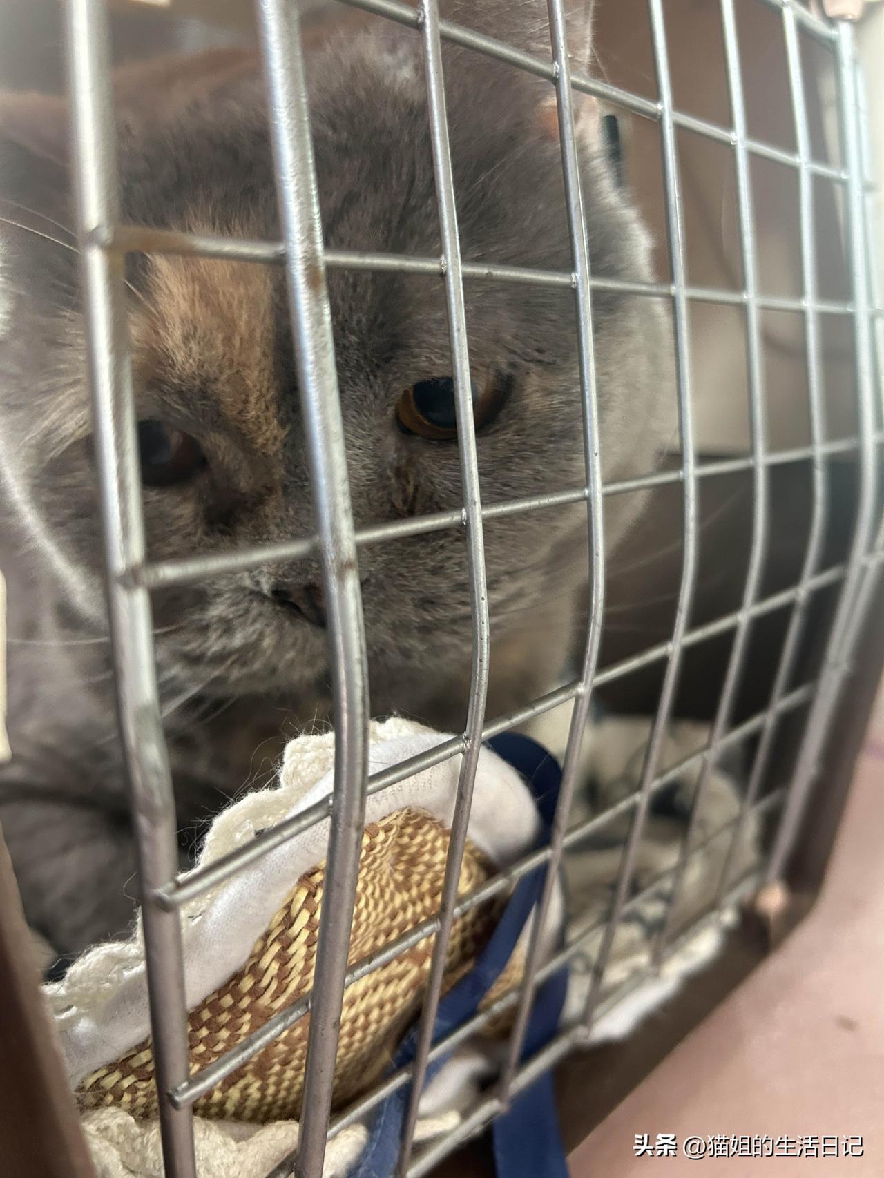 一人一车二猫，早上八点从长沙出发啦！第一次带着猫开长途，有点紧张！女儿说路上不要