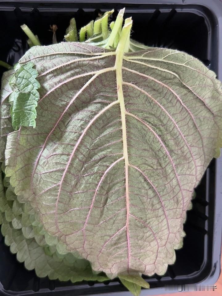 逛超市顺手拎回一盒紫苏叶，原本以为是清凉泻火的夏日小菜，查完才知道它实则温中散寒