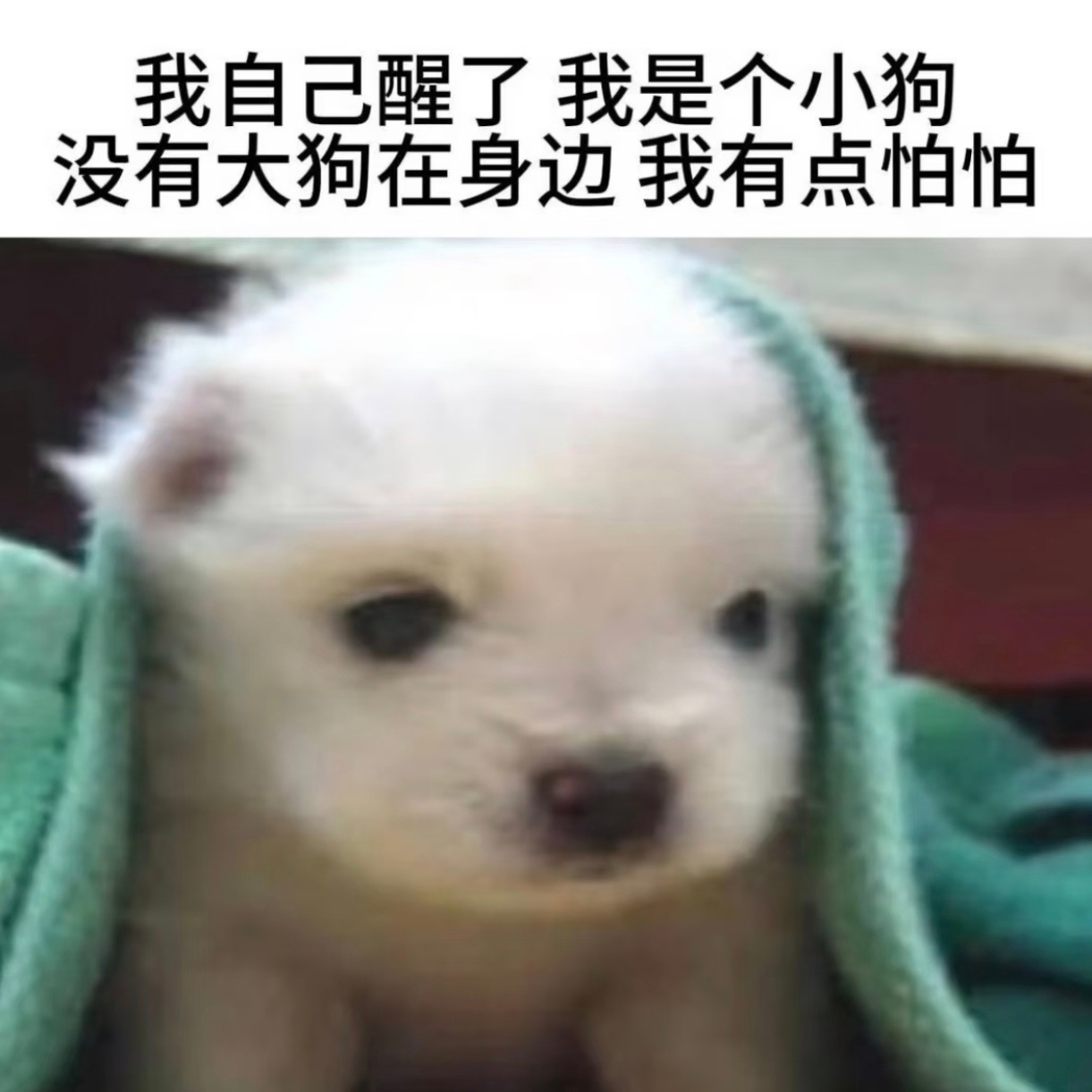 香香的刚睡醒的小狗味儿🐕¯꒳¯ ​​​
