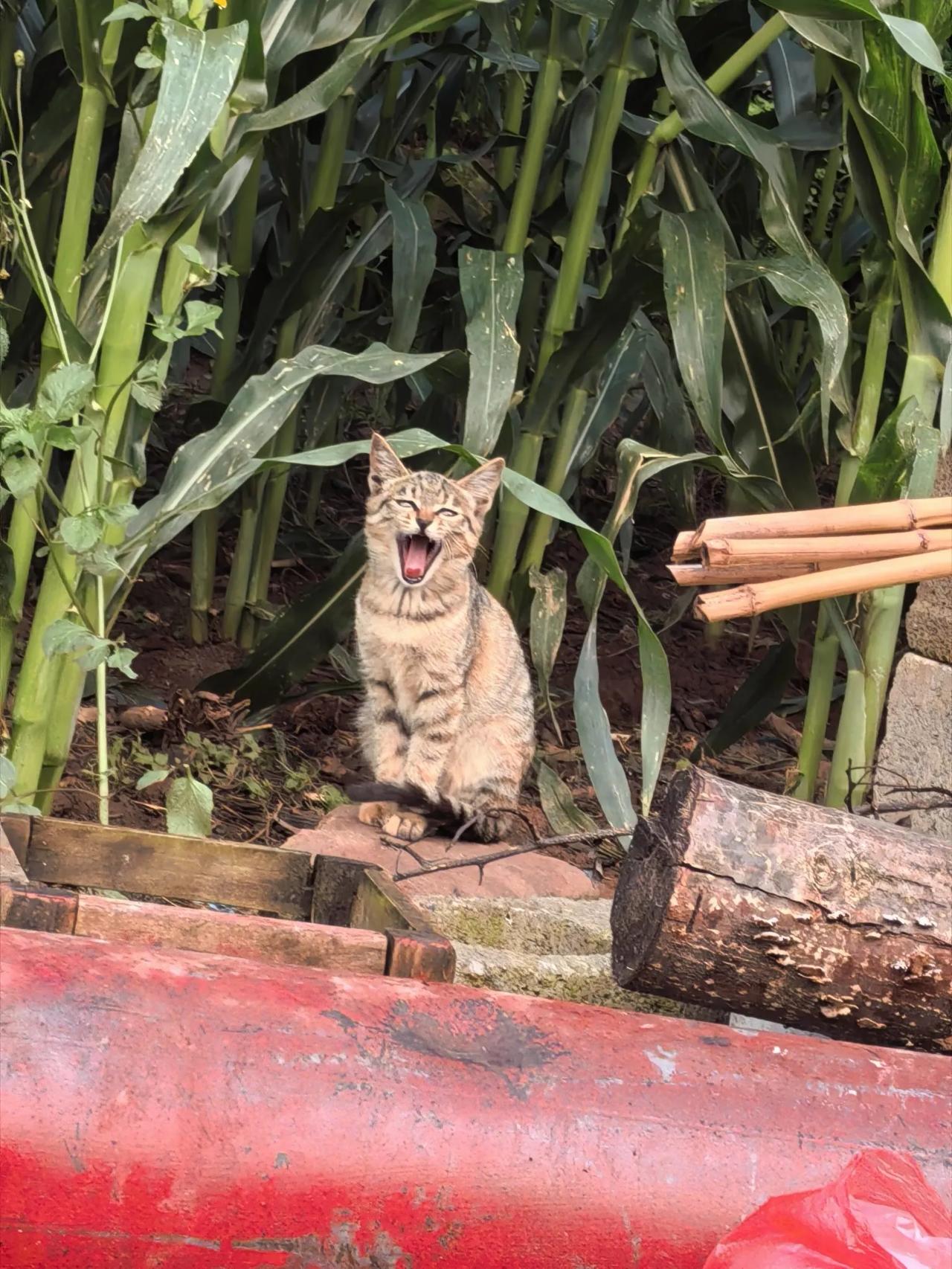 小猫这个动作太可爱了啊，不容易拍到啊，大家觉得呢？猫咪魔性躺姿 小猫 小猫迷惑行
