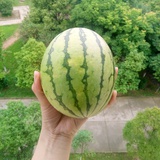 胖墩墩热逛娱乐