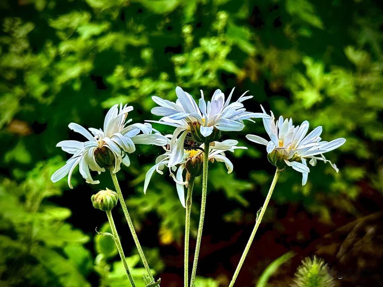 野菊辞
      （原创）


站在酷热的夏天
野菊花总悬着一口气
守望着大片
