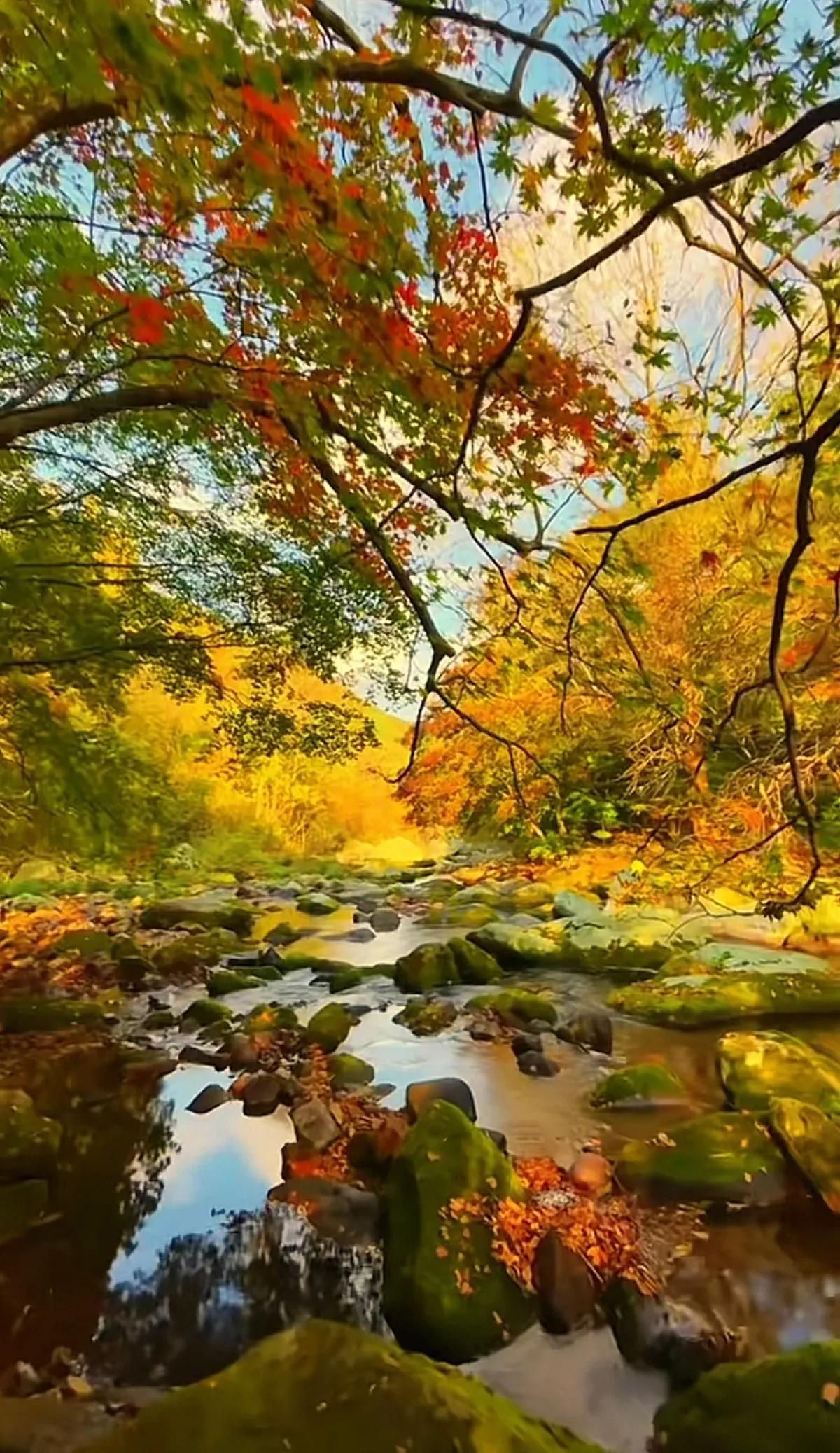 🍂大山深处的秋色，静谧而绚烂。愿这份宁静与美好，伴你度过每一个秋意浓时。深秋季