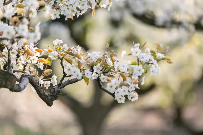 AI妙生图忽然一夜春风来，千树万树梨花开。