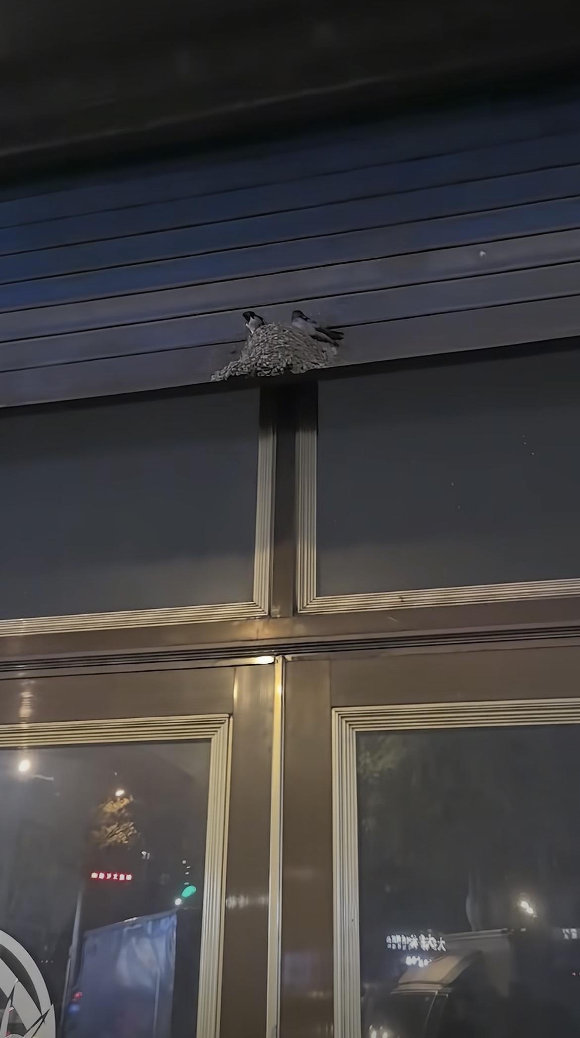 第一次见这么笨的燕子，把窝安在卷帘门上，这是给自己整了一个电梯房啊[允悲]

燕