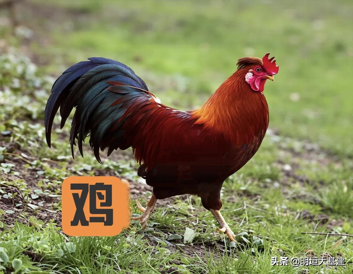 十二生肖——排名的神话故事！

相传在远古时代，人类没有纪年的方法，日子过得糊里