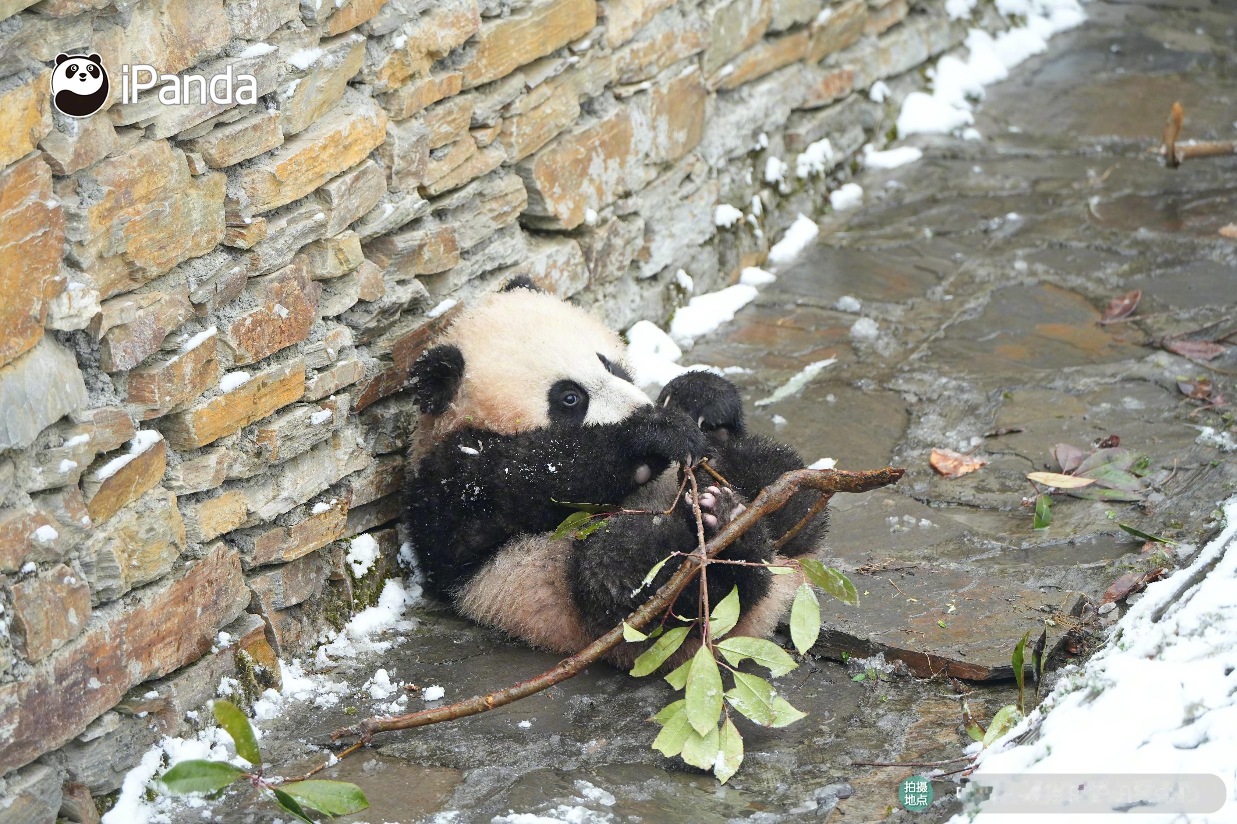捡到一根超耐啃小树枝～一咬嘎嘣脆，这口感很对味！[我想开了][我想开了] #iP