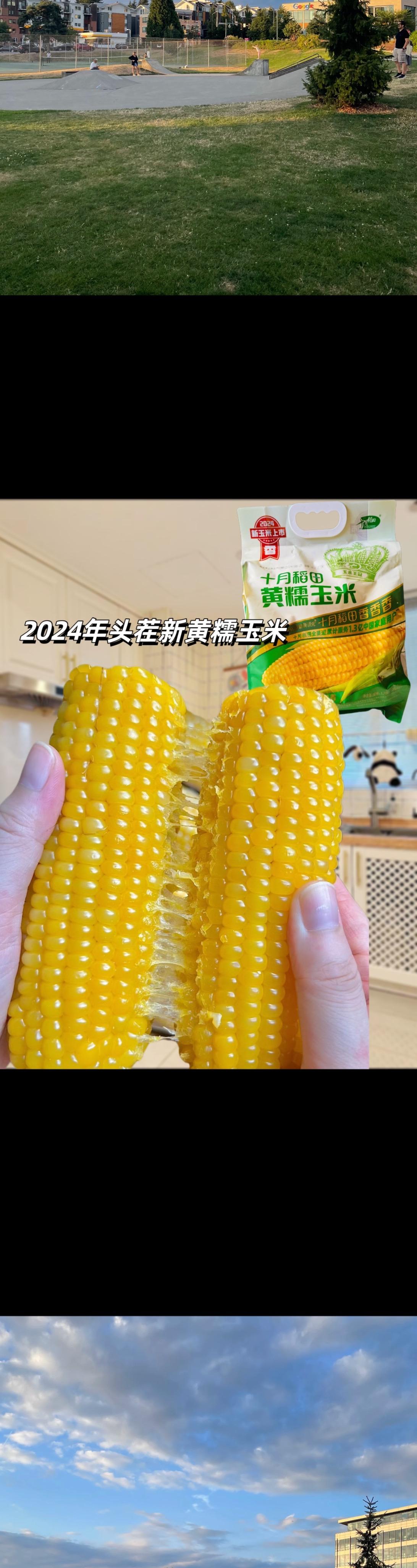 终于等来了十月稻田糯玉米！2024年头茬黄糯玉米颗粒饱满，软糯香甜，糯...