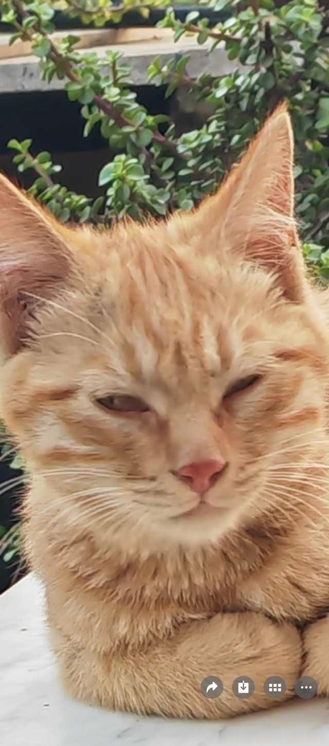 50172【丑猫】睥睨全世界 