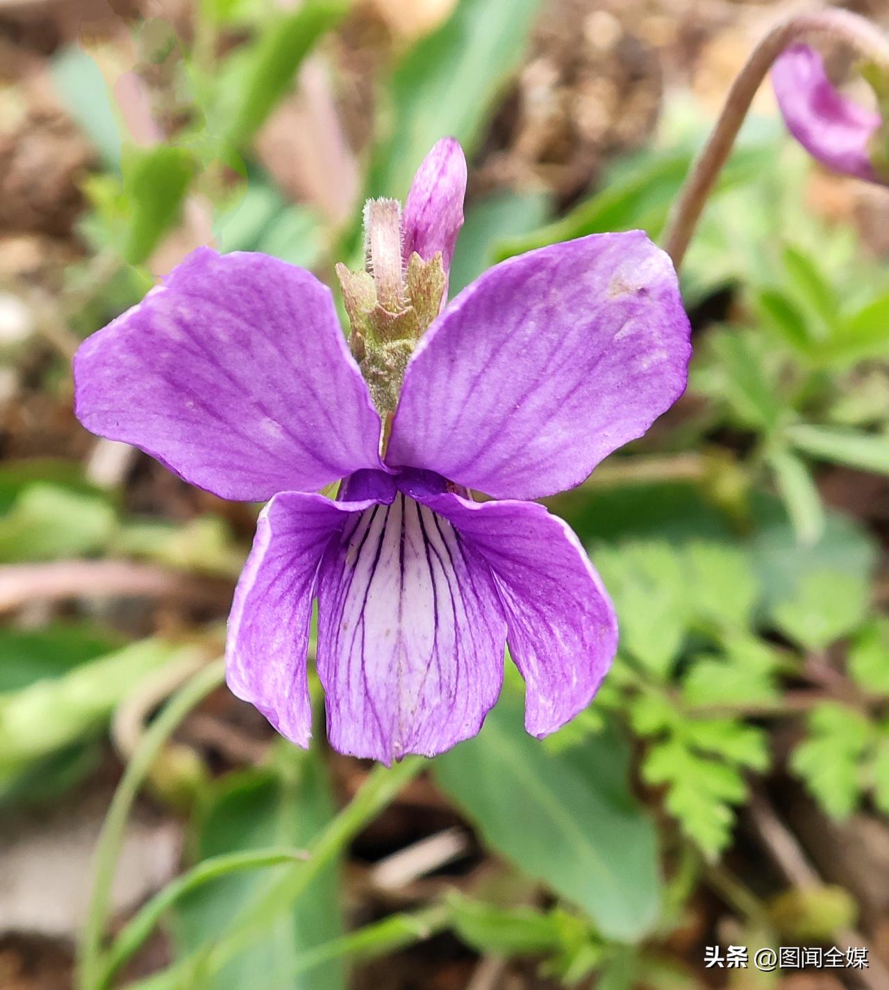 春风一拂，春色再也藏不住，鲜花盛开，粉的娇、红的艳、白的雅，铺满眼帘。微风裹挟着