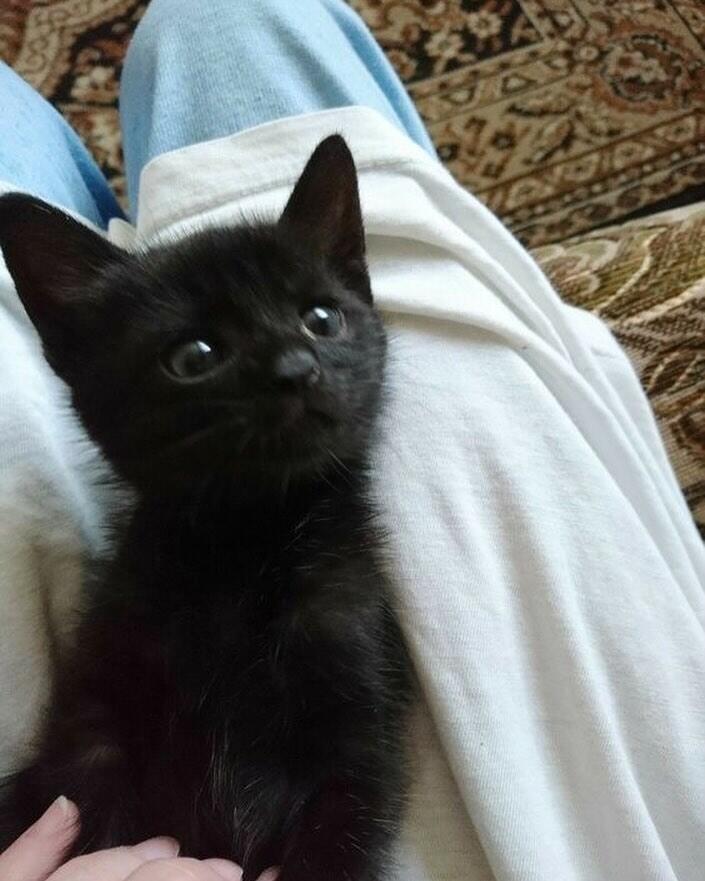 𝗕𝗹𝗮𝗰𝗸 𝗰𝗮𝘁🐈⬛ 