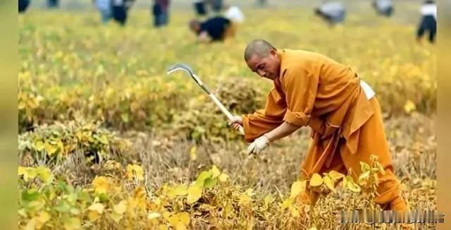 一人掌管白马寺、少林寺两座千年古刹，释印乐算得上佛门清流
 
国内少见，同一个方