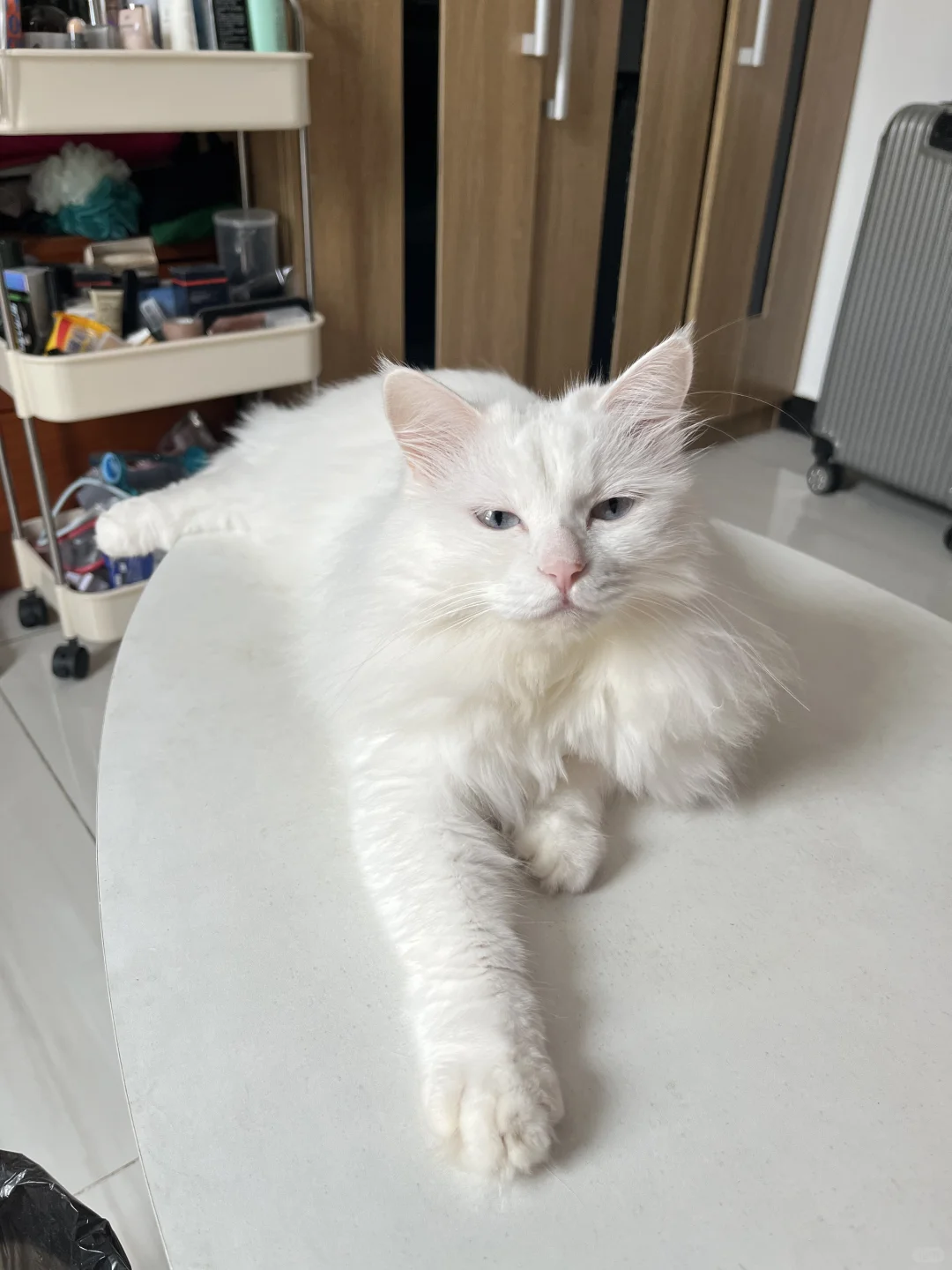 可爱啵啵上线😻