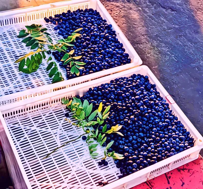 最近云南西双版纳景洪市的泼水节出大事了。水果摊主岩先生的蓝莓摊被洗劫，150公斤