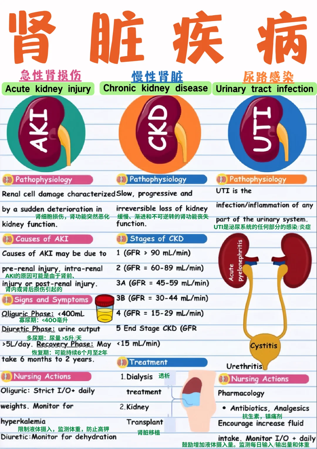 备考RN/肾脏内容！！学！！单词
