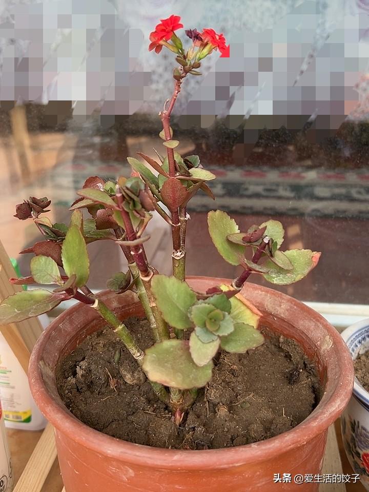 春天到了，我给家里的长寿花准备了液体肥。刚买回来时它叶片又肥又大，养着养着叶子却