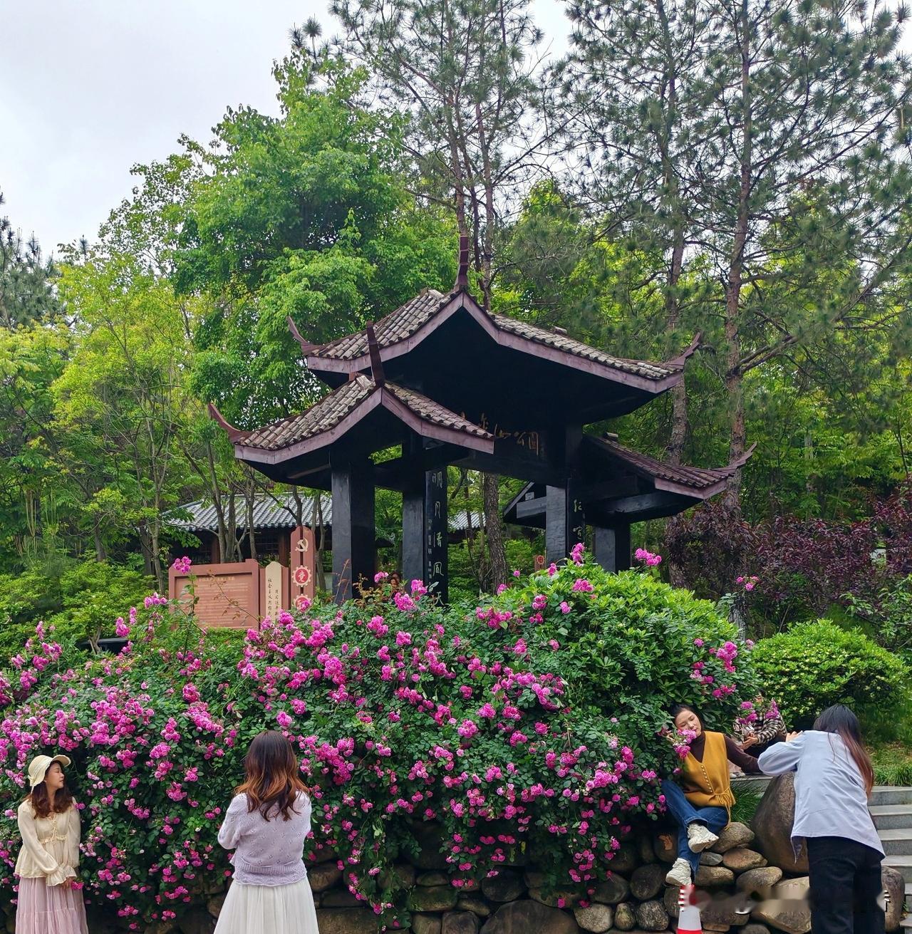 这里是湖北省麻城市小金山公园，暮春的麻城，春意裹着甜香漫遍街头，而小金山公园的春