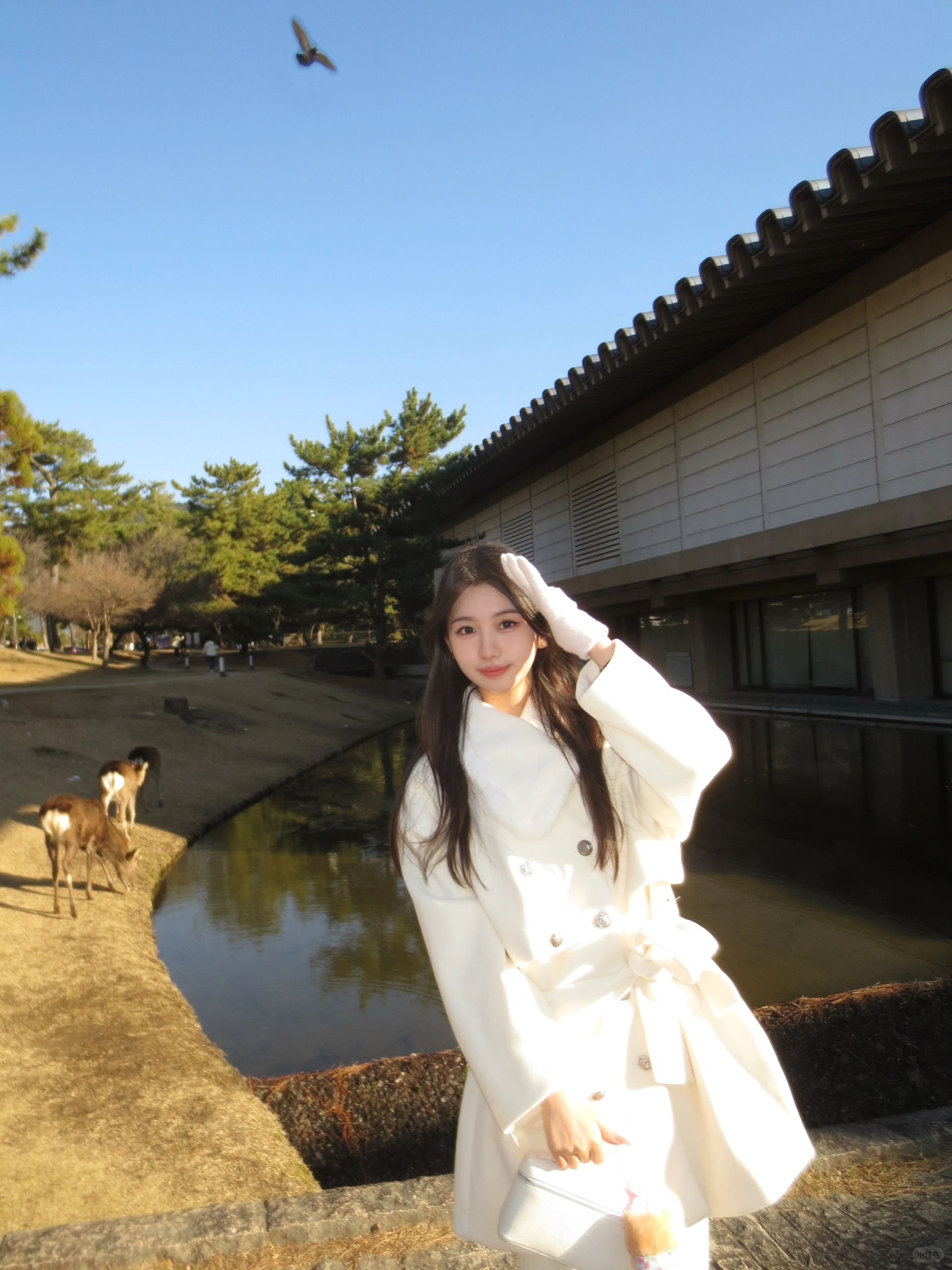 奈良公園｜和小鹿一起晒太阳🍁 ‧₊˚⋆ 🦌