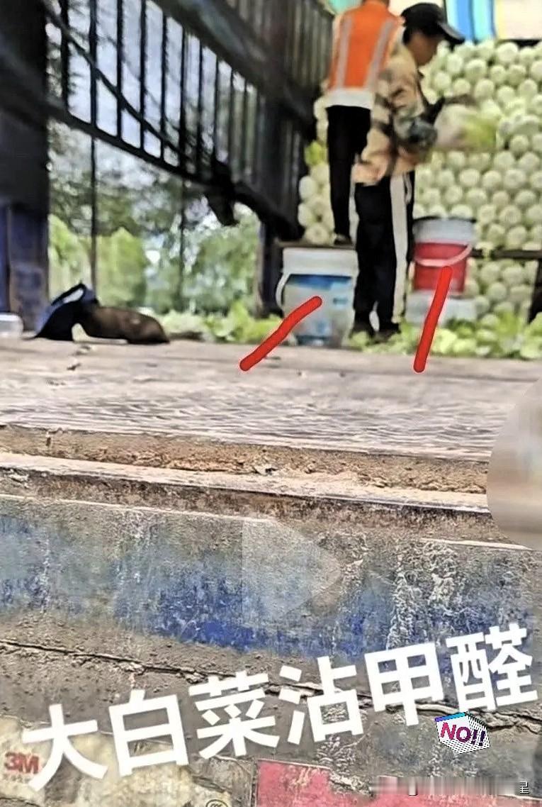 河北张家口康保县今年的大白菜丰收了，可惜大家都不敢吃了，有无良的白菜收购商，当着
