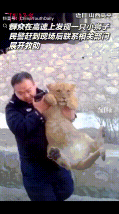 一只小狮子火了！山西，一男子在高速开车时发现路边蹲着一个毛茸茸的小动物，开始还以