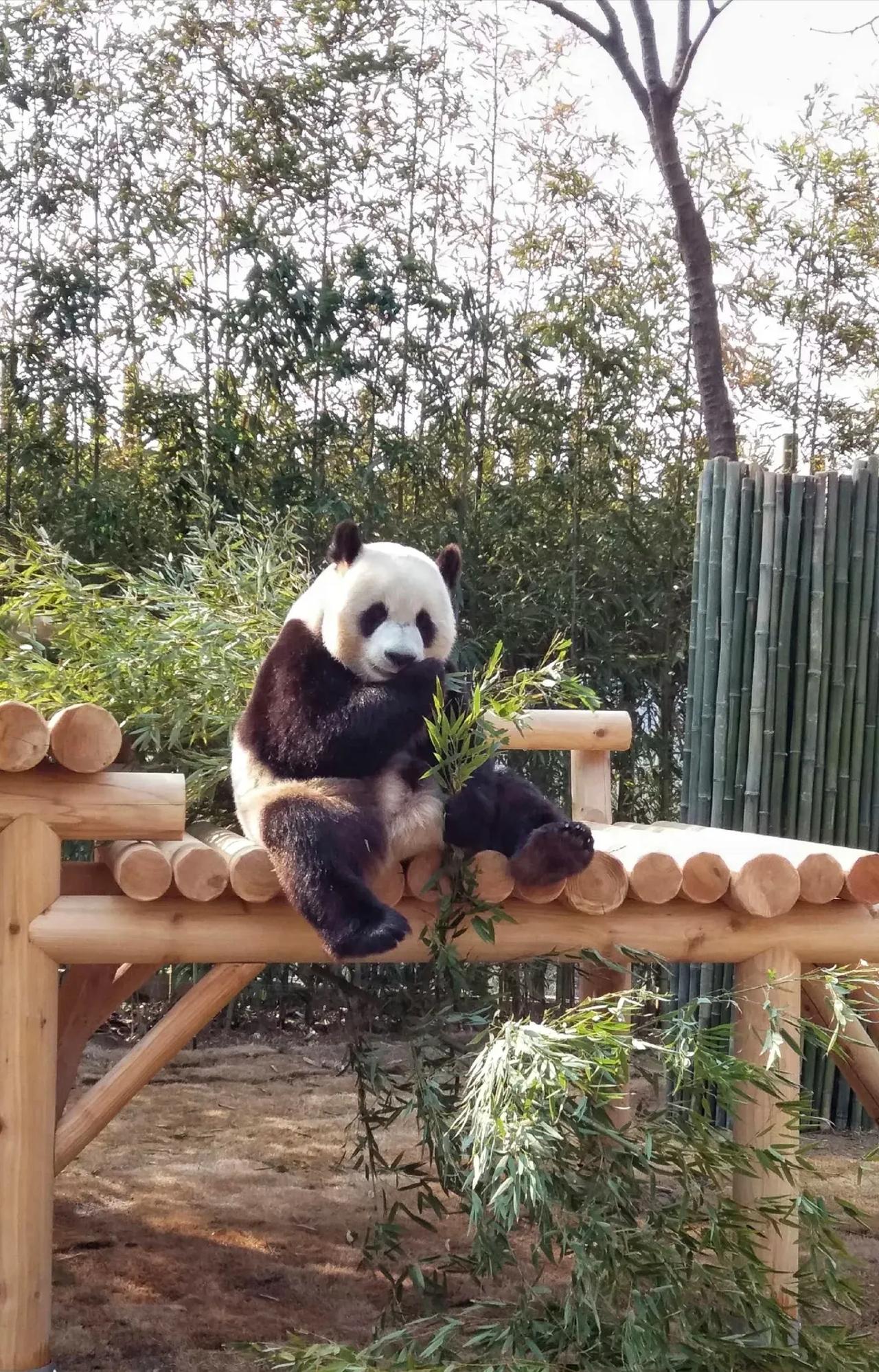 考古一下爱乐夫妇初到爱宝乐园
两小只是16年4月份去的，在那里过了第一个生日
爱