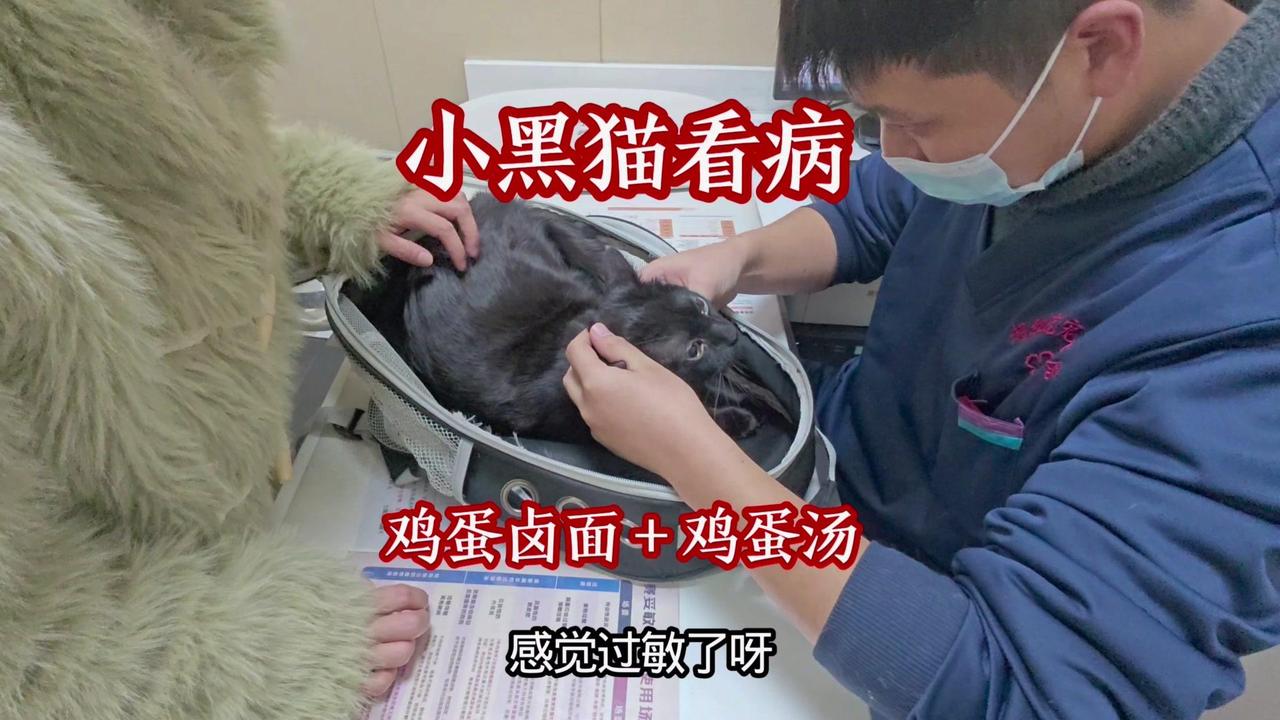 昨天发现家里小黑猫一直吐，赶紧带它去宠物医院。到了医生说可能是过敏，眼睛都肿了，