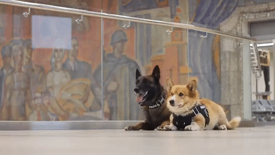 史上最萌！警犬柯基的训练过程被曝光，网友爆笑：这也太励志了...控主之前也曾介绍