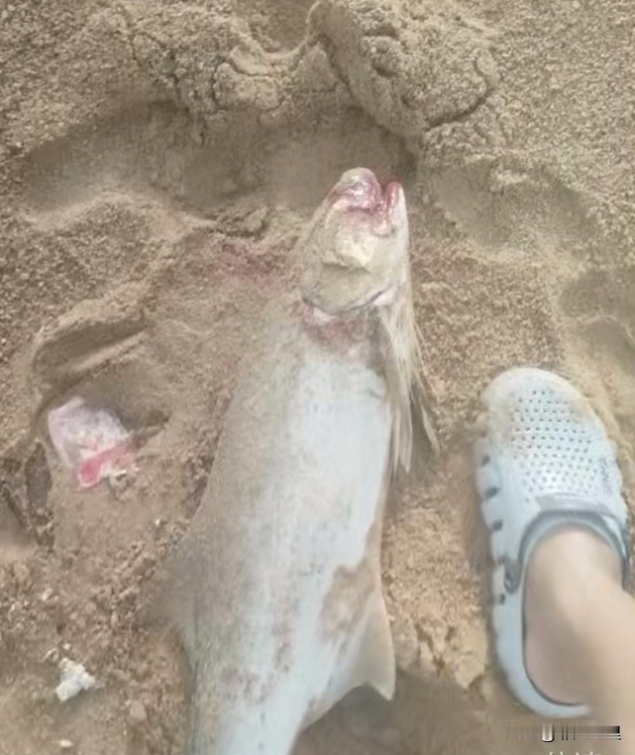 我说怎么那么多钓鱼的！
原来钓鱼真的可以赚钱[捂脸]
我认识一个朋友，一直在家闲