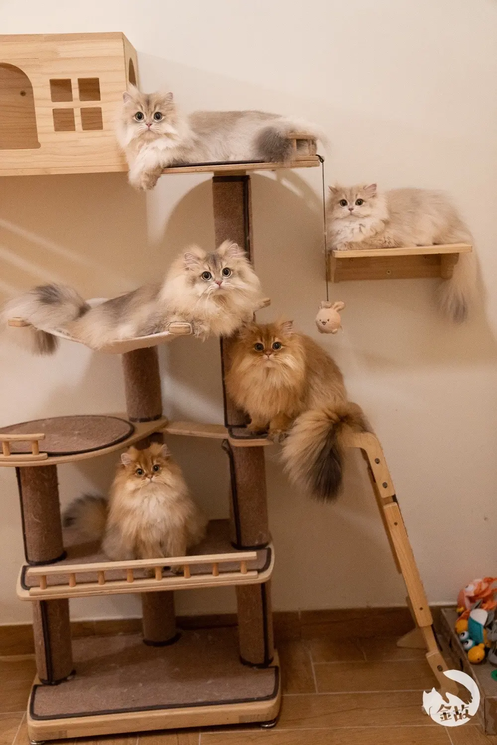 新的征程要开始啦❤️。经过一天多与之前排队家长的沟通对接，
目前金金、木木、诗诗、小趴菜已经有新家啦～
明晚8点，我们会开放这四窝剩下的小朋友现猫找家。
同时为了对小猫的未来负责
我们也会做一个比较详尽的家长调查问卷
会对您的收入、居所、喂养理念进行一些了解
有意向的朋友可以关注一下呀❤️