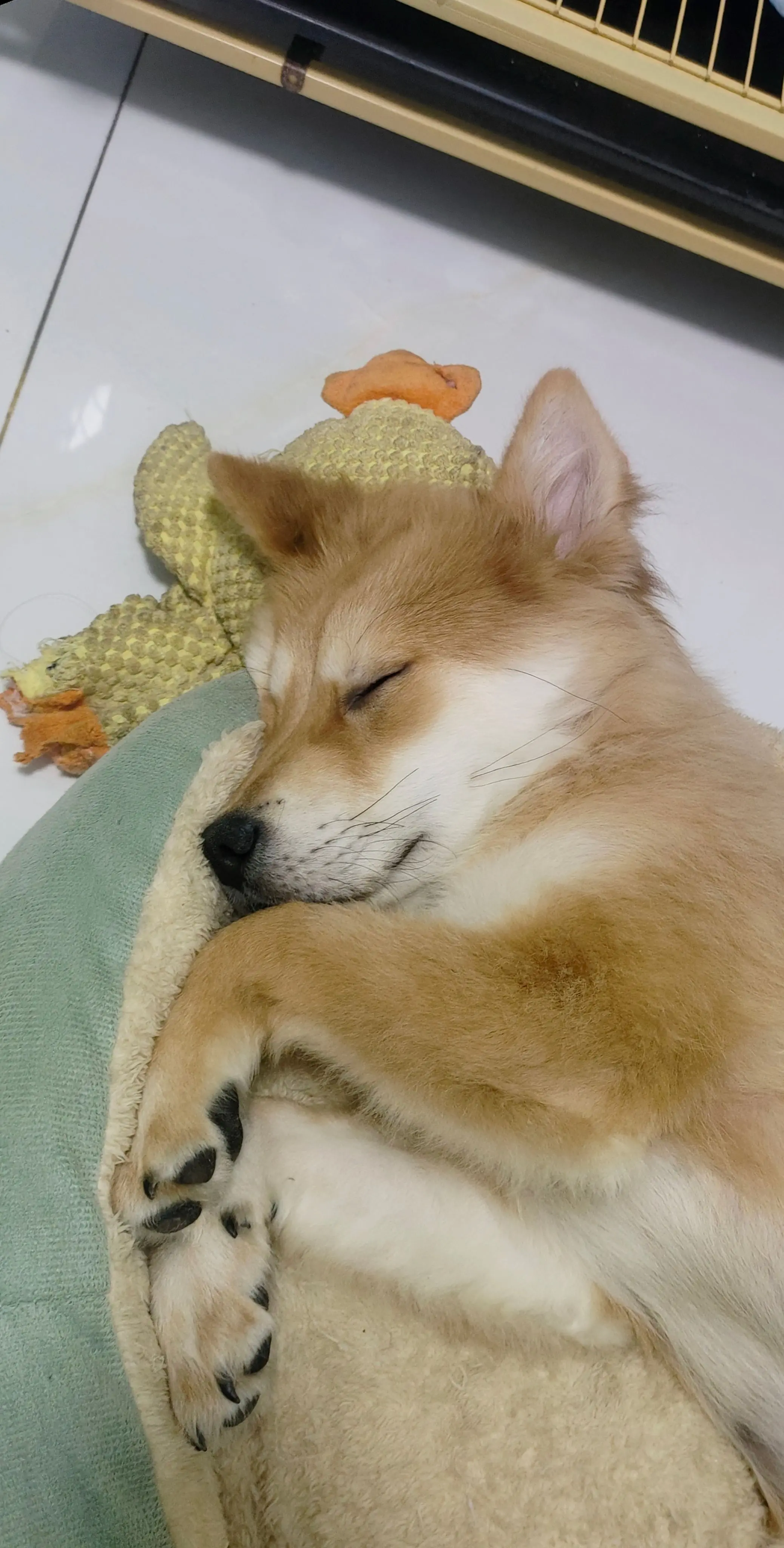 像个小宝宝。%