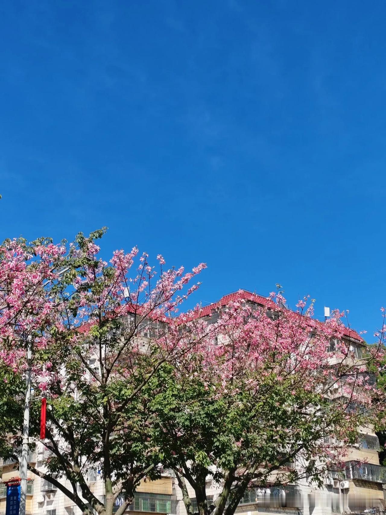 这是什么树？
花比树叶改多，
花的颜色粉红粉红的，
很好看，
在深圳特别多，
最