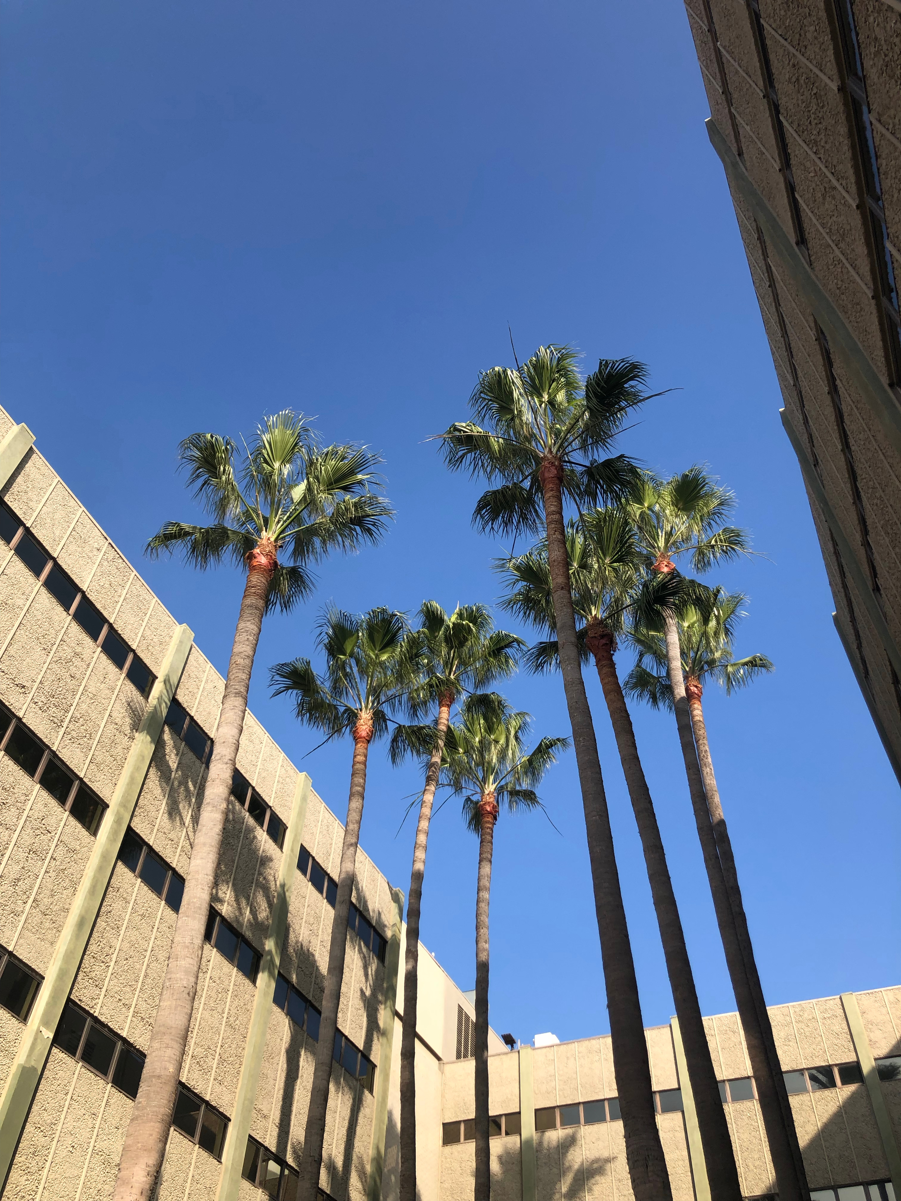 Endless summer in LA🌄 