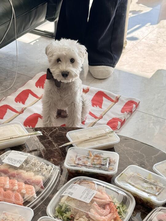 原则上小狗是不能上桌吃饭的