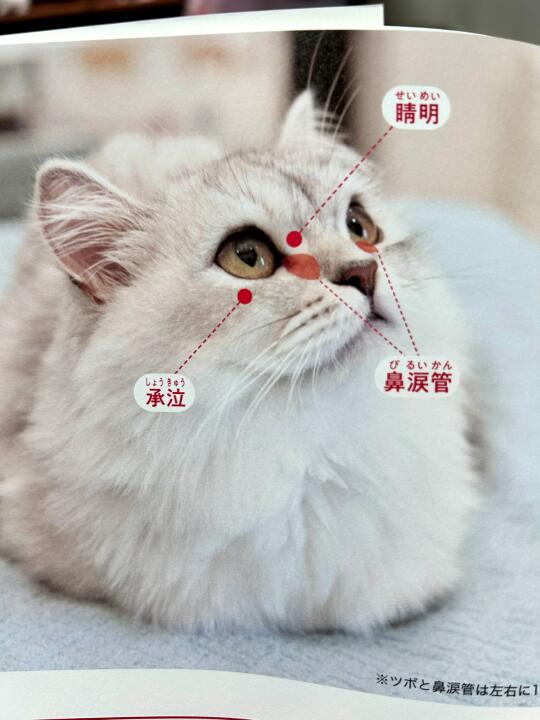 猫咪通鼻泪管的终点是 按摩