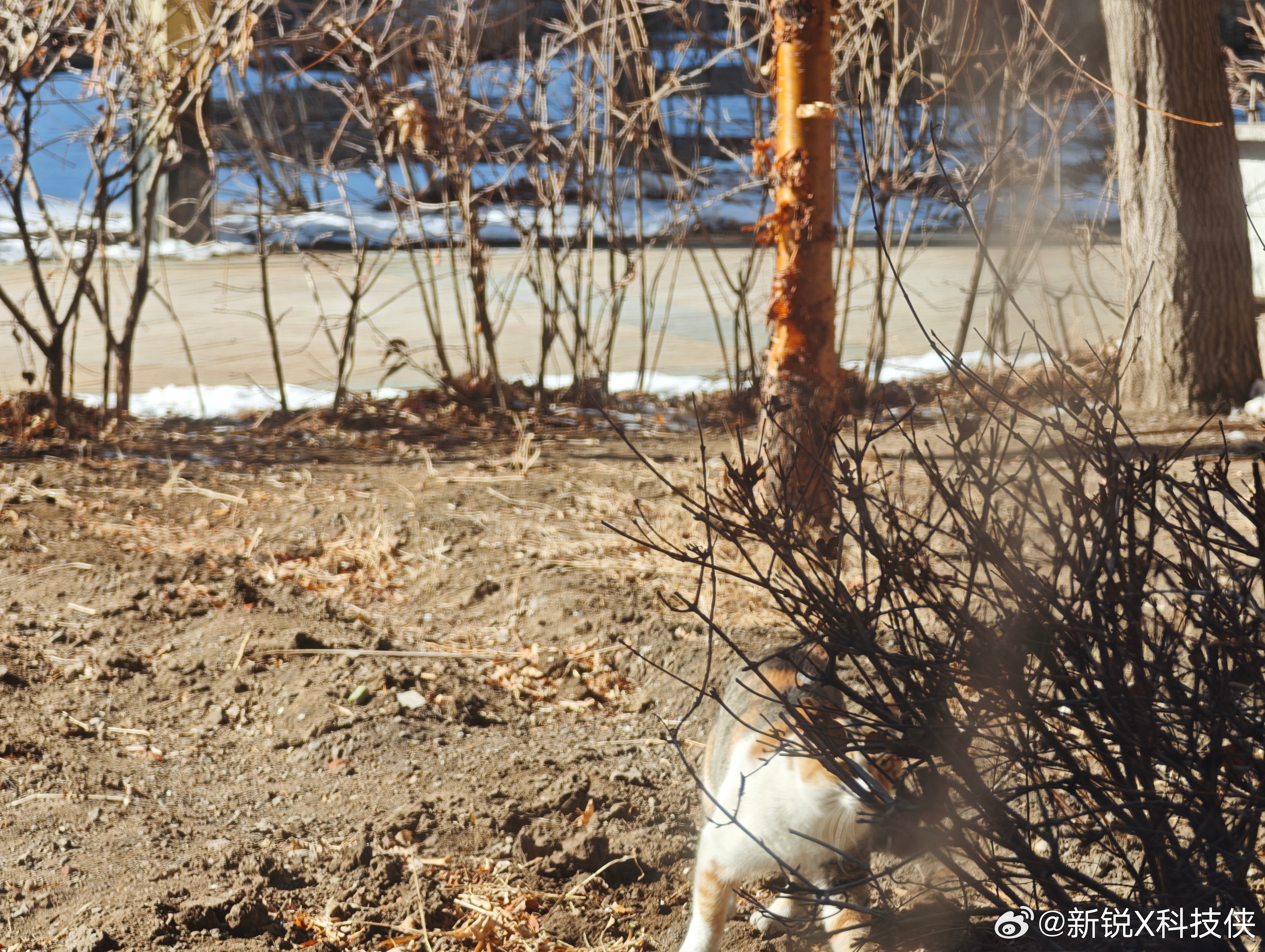 一大早发现一只勤劳的小猫🐱，给我家前面的小园子翻好了地还顺便上完了“肥料”，今