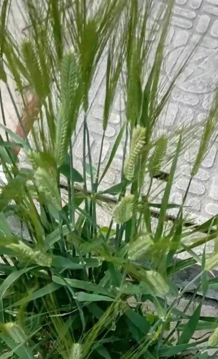 小麦、大麦真还分不清。请问小麦、大麦各有什么特性？这个是什么？