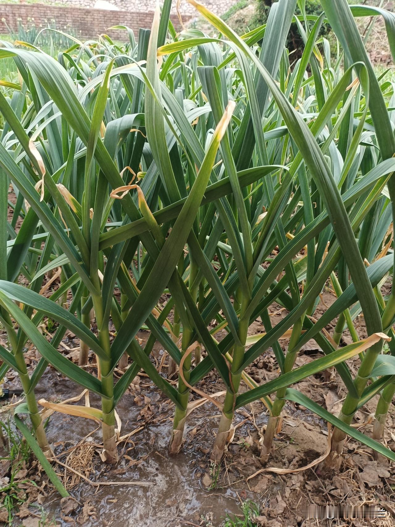 晚上吃过饭我马上去菜园浇菜，最近天气有点热，菜园两天不浇水就干了。

老妈让我把