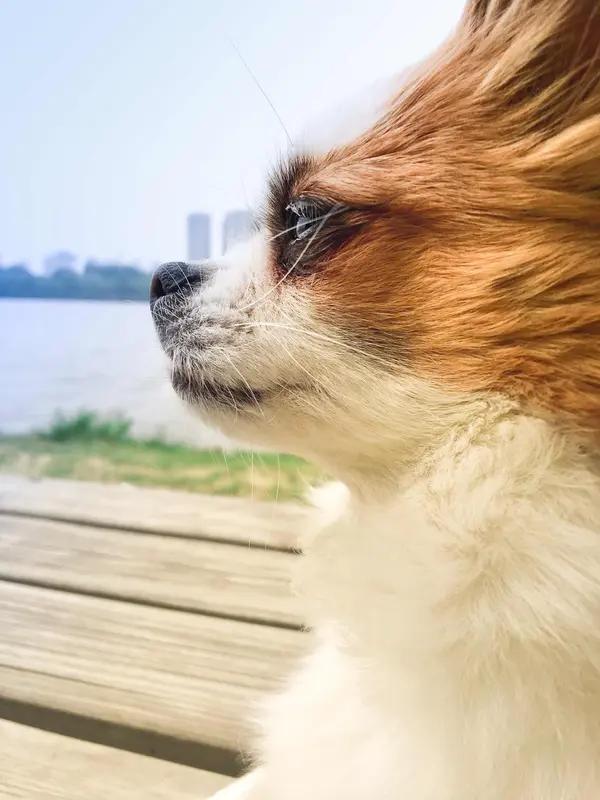 情人眼里出西施，我这回信了。