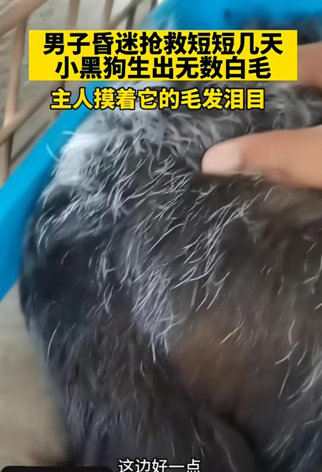 男子因病昏迷好几天，家里的狗毛都白了。
网友说，看了一个视频，说是从xuan学来