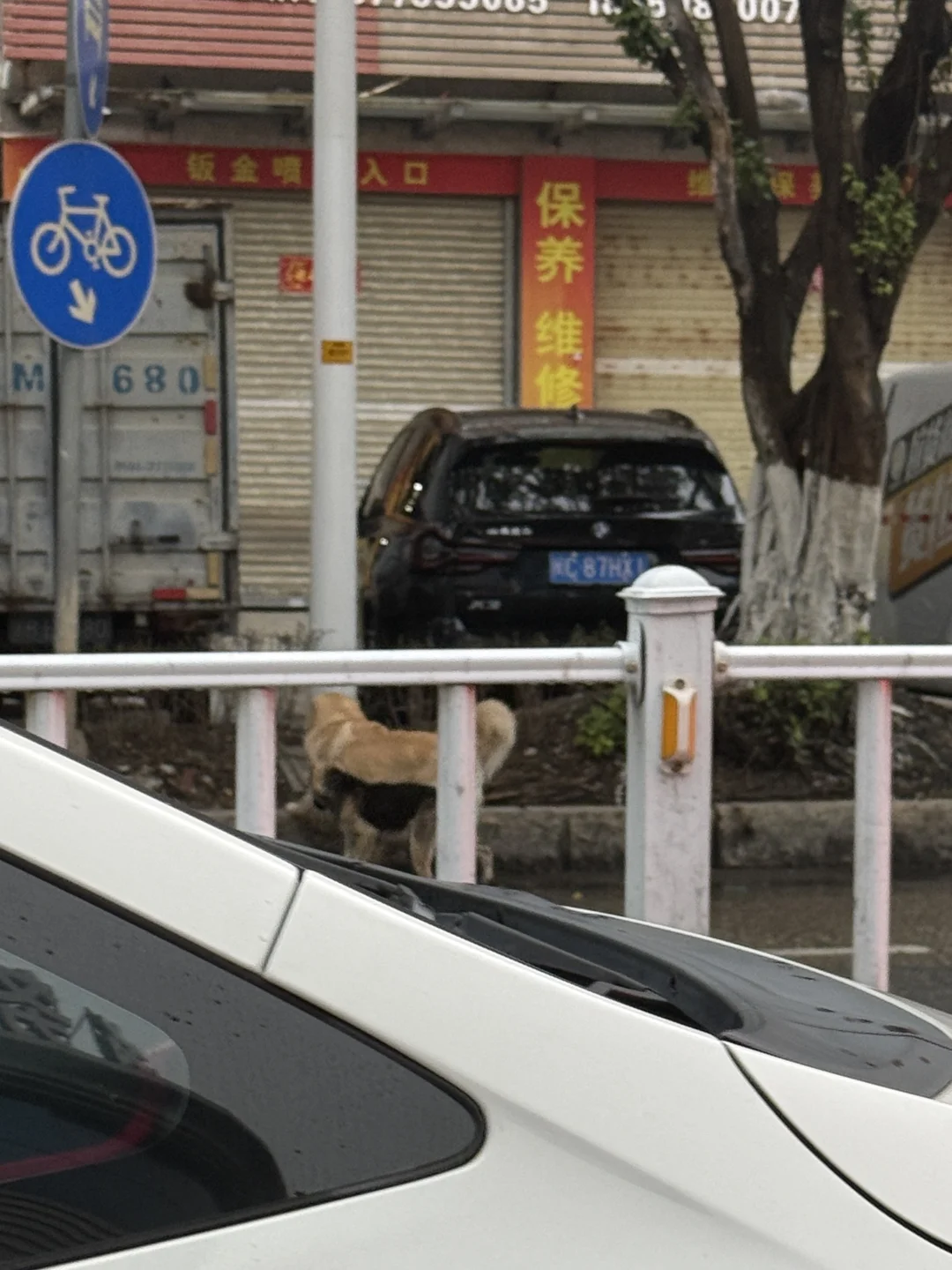 晋江陈埭有人丢金毛吗