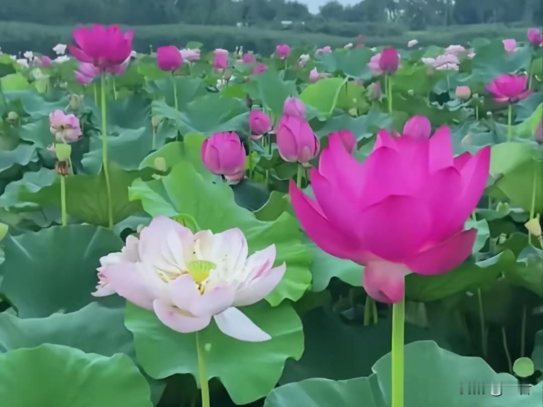 “画龙画虎难画骨”，这句上联很有韵味，它道出了看清事物本质之难。我觉得“知人知面