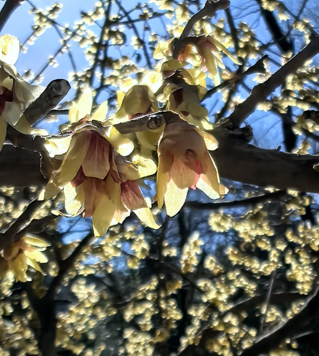 有没有腊梅花的照片发表花蕊是紫色的蜡梅