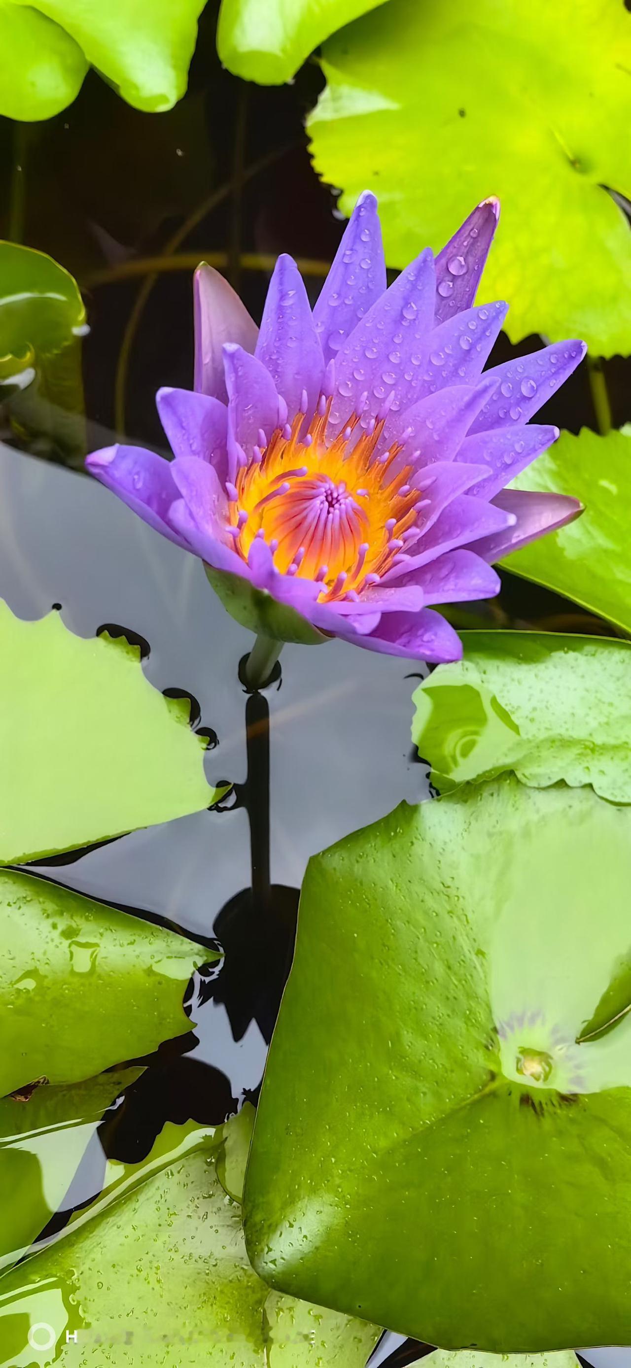院中大缸·紫莲

瓦缸盛着浅浅的天
紫莲花从水中浮起
像一声安静的诺言

晨光还