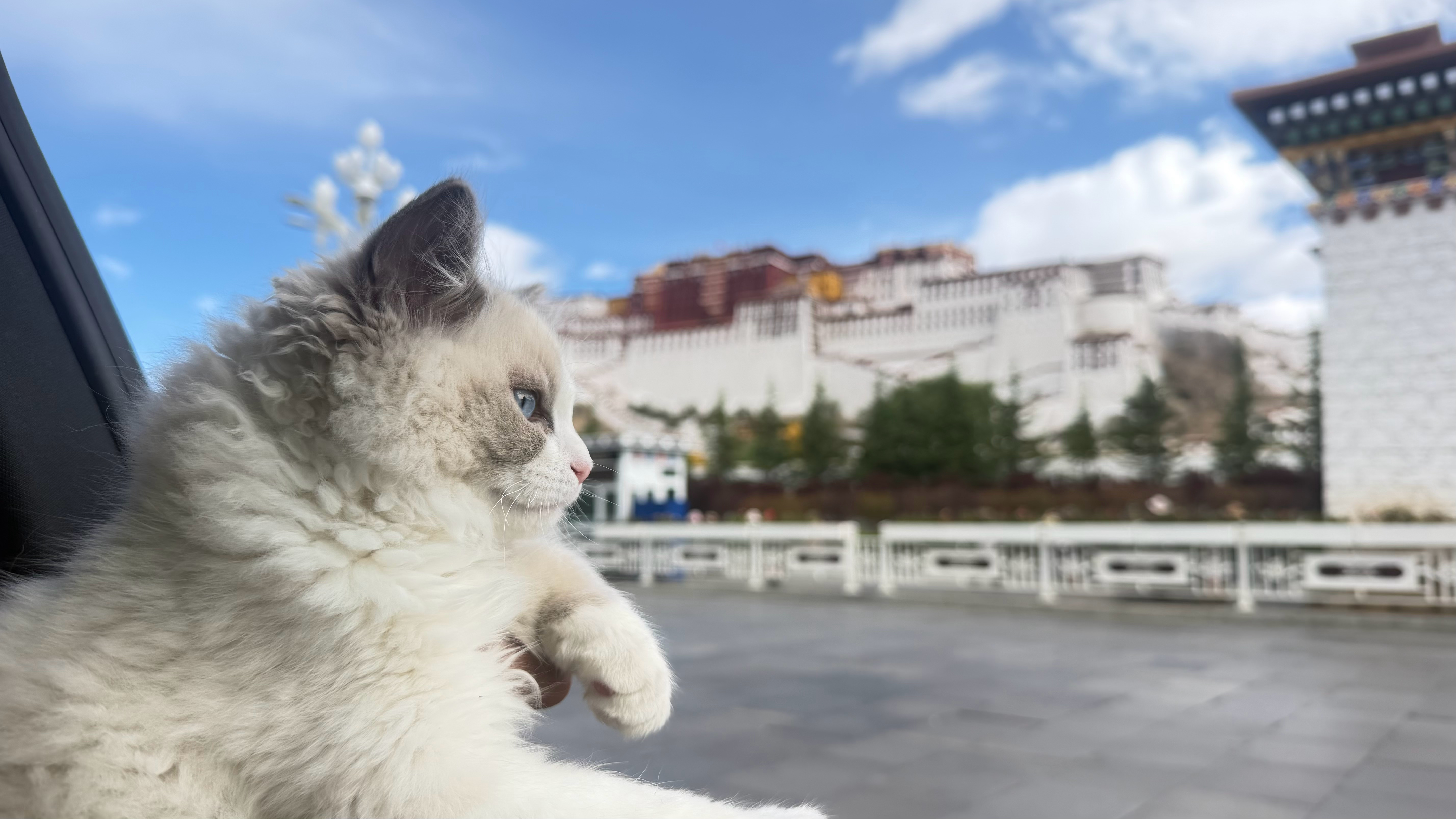 小猫都从深圳来布达拉宫了你们也都来看看吧，很壮观的 拉萨·布达拉宫广场